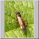 Aglaostigma sp - Blattwespe 01b 6mm.jpg